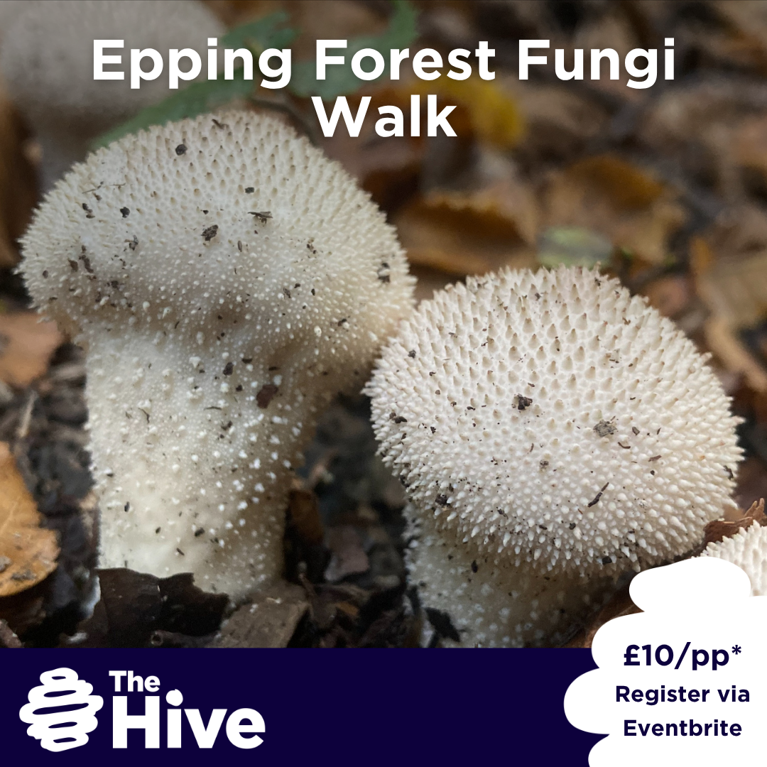 Epping Forest Fungi Walk