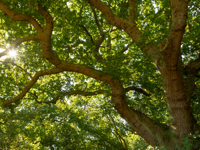 looking up into canopy of oak tree with sun beaming through leaves