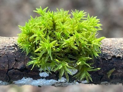 A circular mound of spiky moss on top of a brown stick