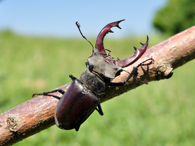 large stag beetle crawling on a tree branch