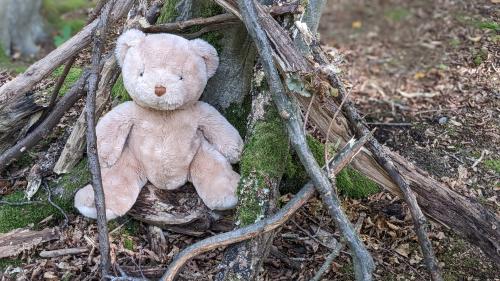 teddy bear sitting in a small shelter made of sticks and twigs at the base of a tree