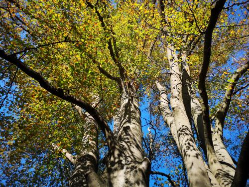 Beech trees canopy