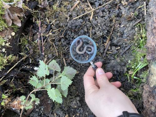 A hand holding out a magnifying glass over a worm in the mud
