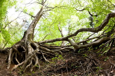 image of tree roots