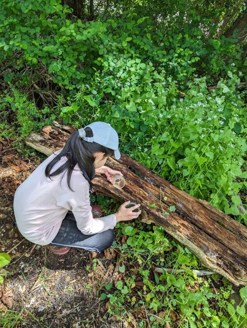 Girl bent over looking at log 