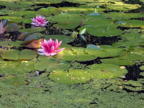 Pink waterlilies in a pond