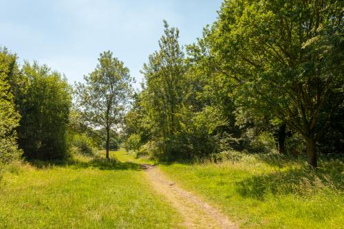 an image of path running through the middle of the image surrounded by grass and large green trees in the background