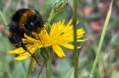bumblebee resting on a yellow flower 2