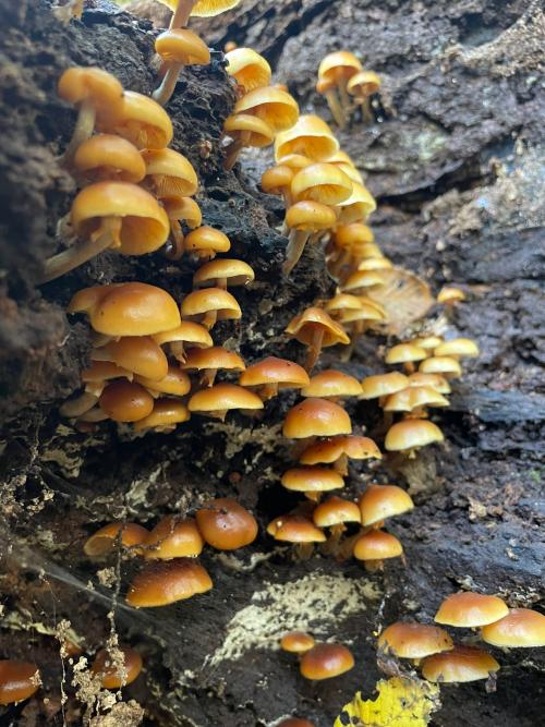 a flush of small orangey yellow mushrooms on a decaying log