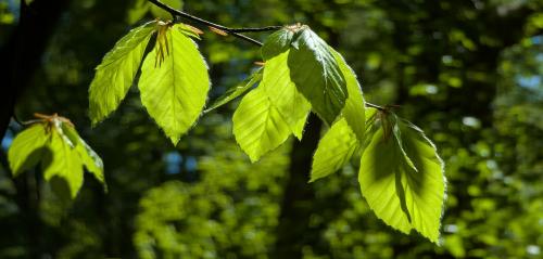 beech leaves in spring
